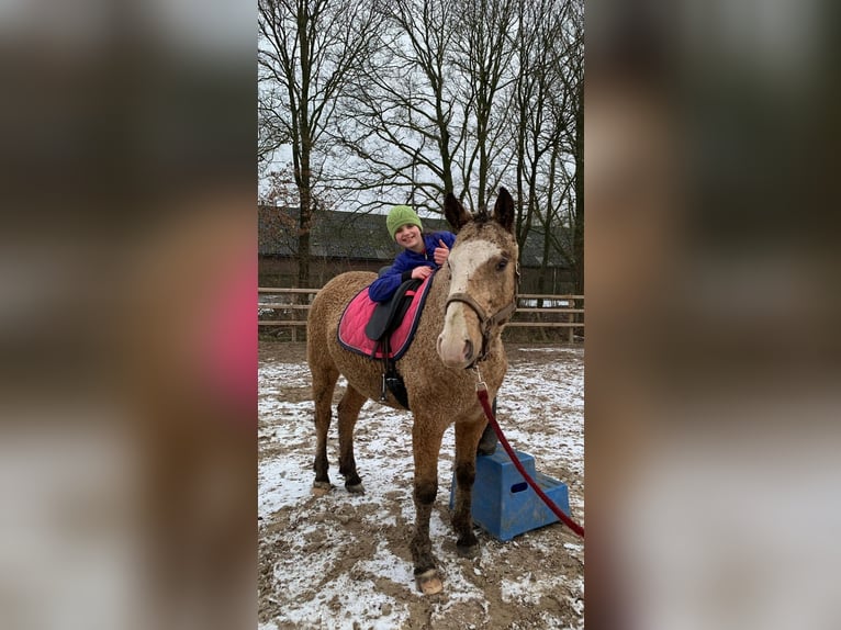 Curly horse Stallion 3 years 14,2 hh Dun in Ruinen