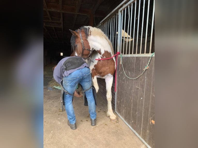 Curly horse Stallion 3 years 15.3 hh Pinto in Ruinen