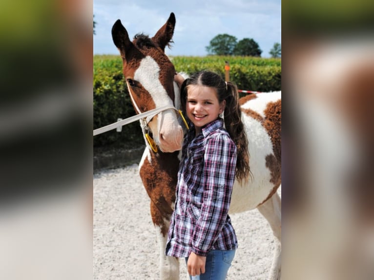 Curly horse Stallion 3 years 15.3 hh Pinto in Ruinen