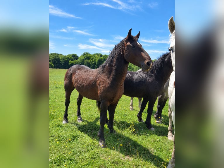 Curly horse Stallion 4 years 15.1 hh Brown in Sainte-Croix
