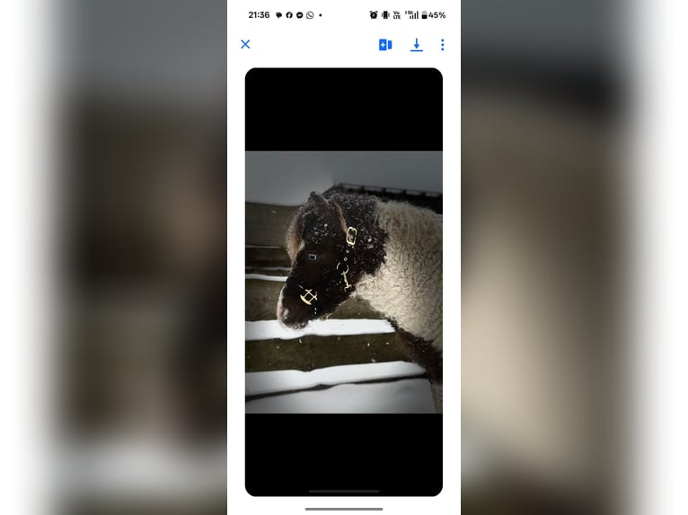 Curly horse Stallion 4 years 9,1 hh Tobiano-all-colors in Wellen