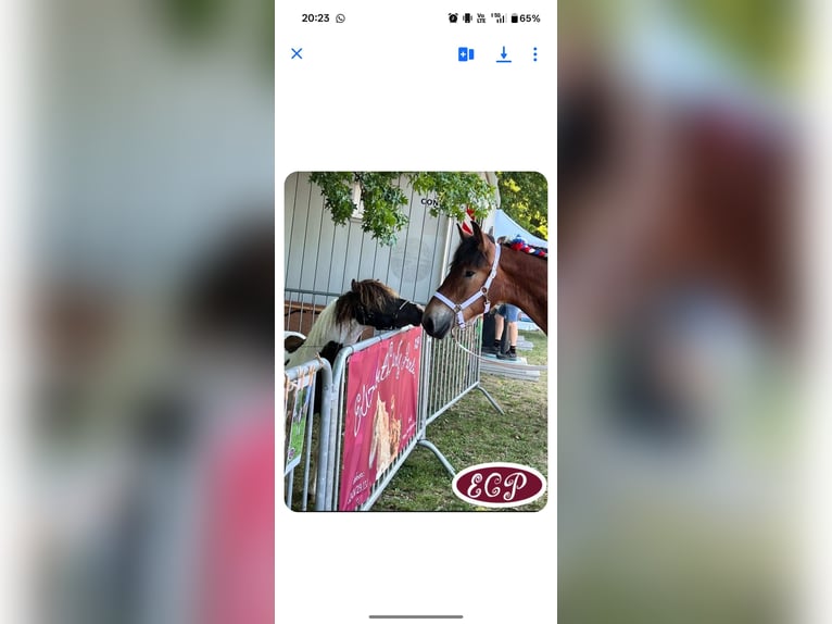 Curly horse Stallion 4 years 9,1 hh Tobiano-all-colors in Wellen