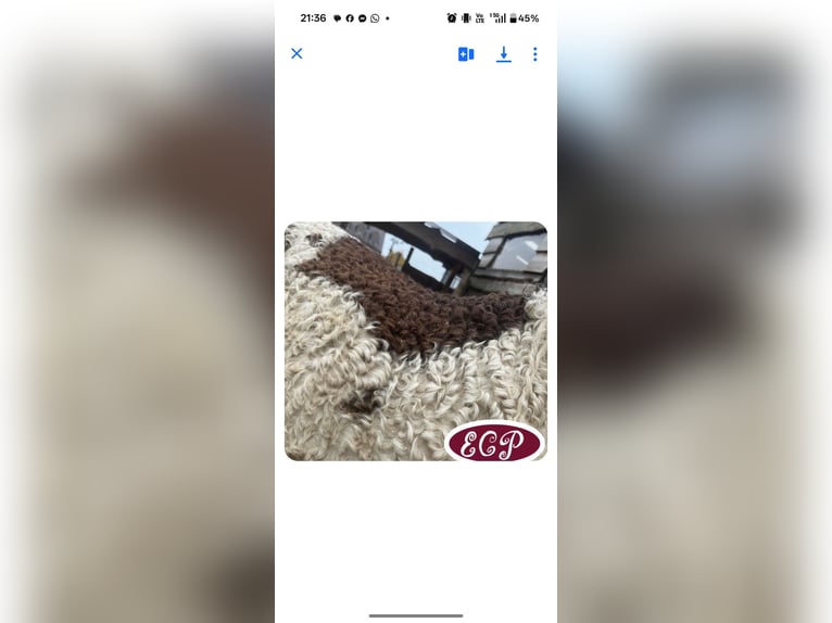 Curly horse Stallion 4 years 9,1 hh Tobiano-all-colors in Wellen