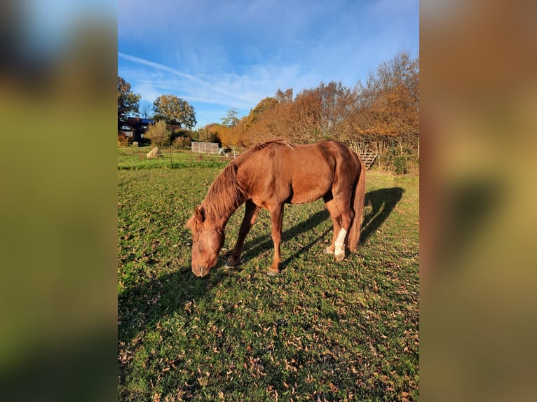 Curly horse Stallion 6 years 14,2 hh Chestnut-Red in Schönwalde am Bungsberg