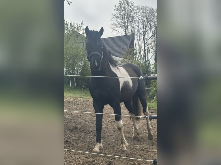 Curly horse Stallion 7 years 15.1 hh Tobiano-all-colors in Freyung