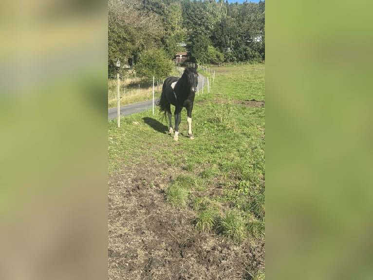 Curly horse Stallion 7 years 15.1 hh Tobiano-all-colors in Freyung