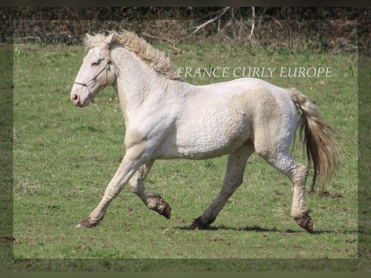 Curly horse Stallion 7 years 15,2 hh Buckskin in france