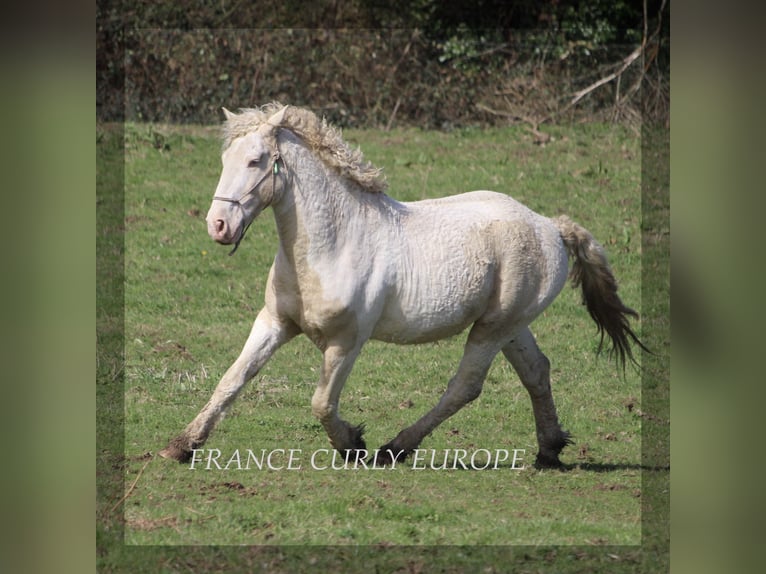 Curly horse Stallion 7 years 15,2 hh Buckskin in france