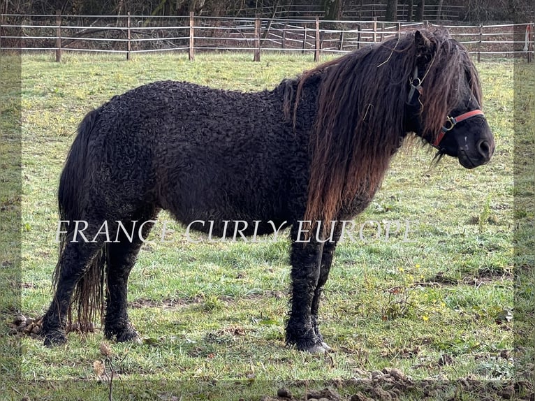 Curly horse Mix Stallion 8 years 10,2 hh Black in Paris