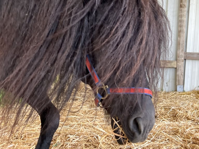 Curly horse Mix Stallion 8 years 10,2 hh Black in Paris