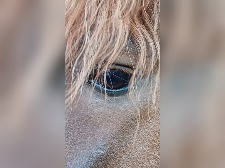 Curly horse Stallion 8 years 12.2 hh Chestnut-Red in Donzdorf