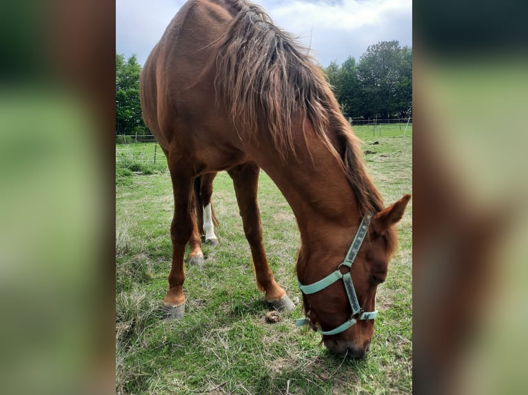 Curly horse Stallion 8 years 14.2 hh Chestnut-Red in Schönwalde am Bungsberg