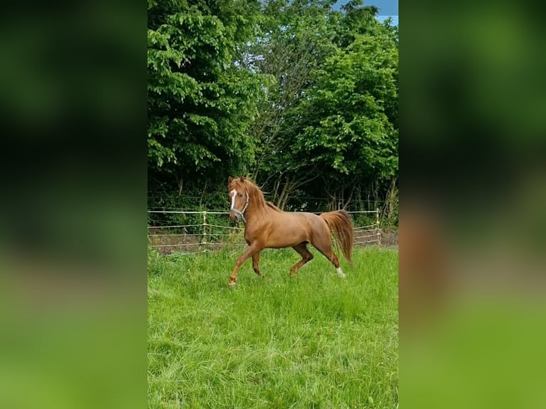 Curly horse Stallion 8 years 14.2 hh Chestnut-Red in Schönwalde am Bungsberg