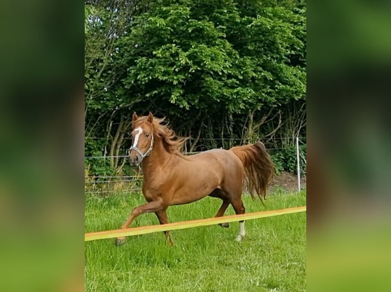 Curly horse Stallion 8 years 14.2 hh Chestnut-Red in Schönwalde am Bungsberg