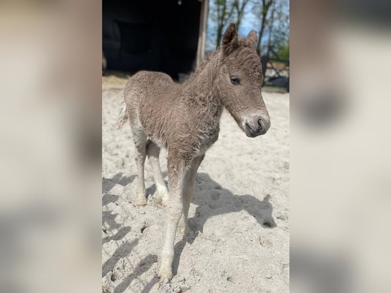 Curly horse Stallion Foal (04/2024) 10,1 hh in Amsterdam