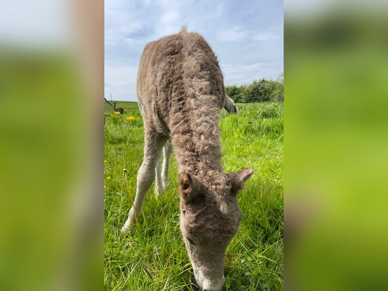 Curly horse Stallion Foal (04/2024) 10,1 hh in Amsterdam