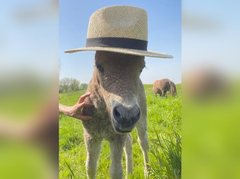 Curly horse Stallion Foal (04/2024) 10,1 hh in Amsterdam