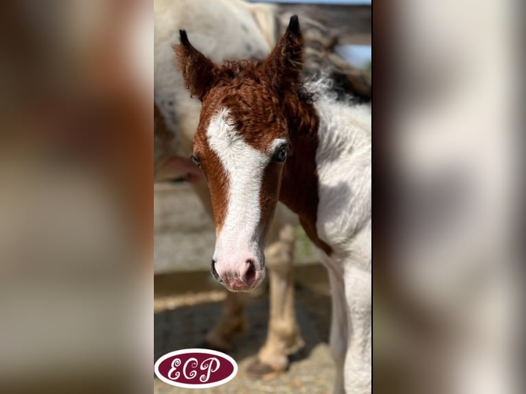 Curly horse Stallion Foal (07/2024) 10,2 hh Tobiano-all-colors in Wellen