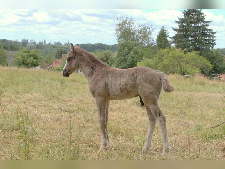 Curly horse Stallion Foal (05/2026) 14.2 hh Black in Phalsbourg