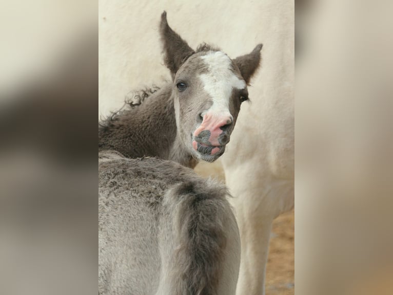 Curly horse Stallion Foal (05/2026) 14.2 hh Black in Phalsbourg