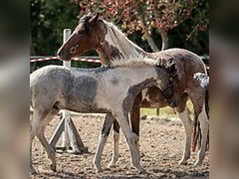 Curly horse Stallion Foal (06/2024) 14,2 hh Roan-Blue in Skærbæk