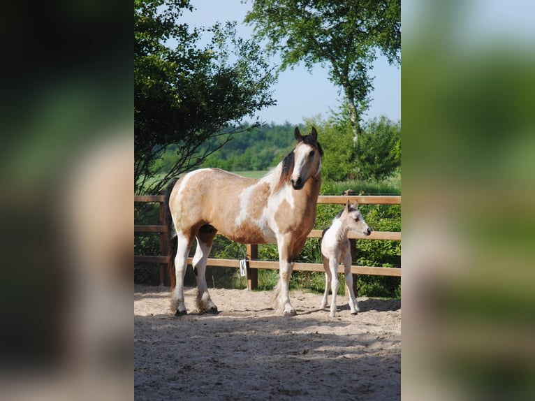 Curly horse Stallion Foal (05/2025) 15,2 hh Dun in Ruinen