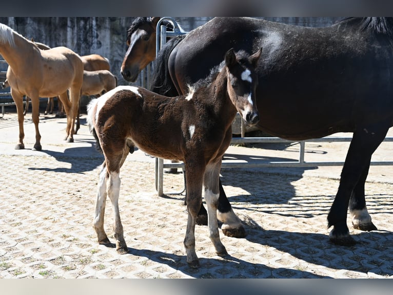 Curly horse Mix Stallion Foal (04/2026)  in Klettgau