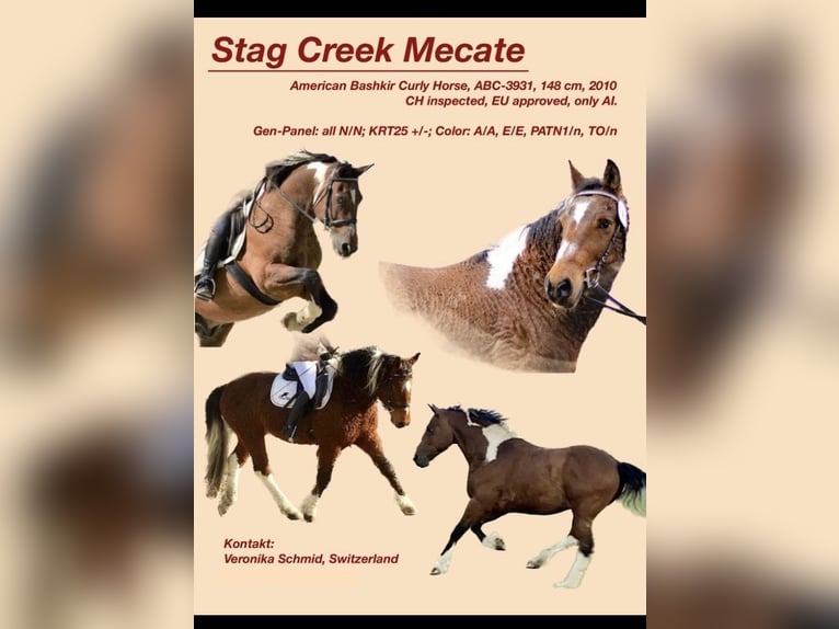 Curly horse Stallion Tobiano-all-colors in Bern