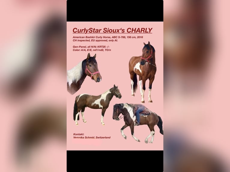 Curly horse Stallion Tobiano-all-colors in Bern