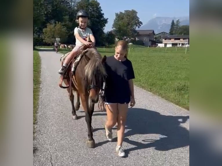 Curly Horse Stute 10 Jahre 142 cm Dunkelfuchs in Kundl