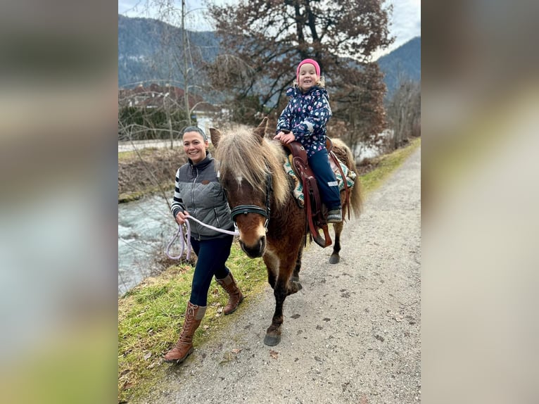 Curly Horse Stute 10 Jahre 142 cm Dunkelfuchs in Kundl