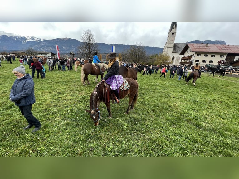 Curly Horse Stute 10 Jahre 142 cm Dunkelfuchs in Kundl
