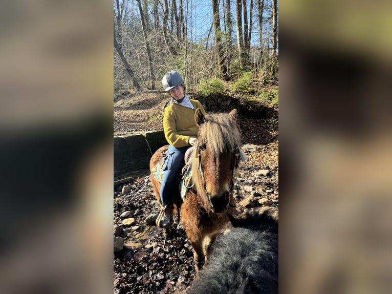 Curly Horse Stute 10 Jahre 142 cm Dunkelfuchs in Kundl
