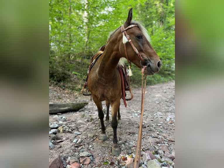 Curly Horse Stute 10 Jahre 142 cm Dunkelfuchs in Kundl