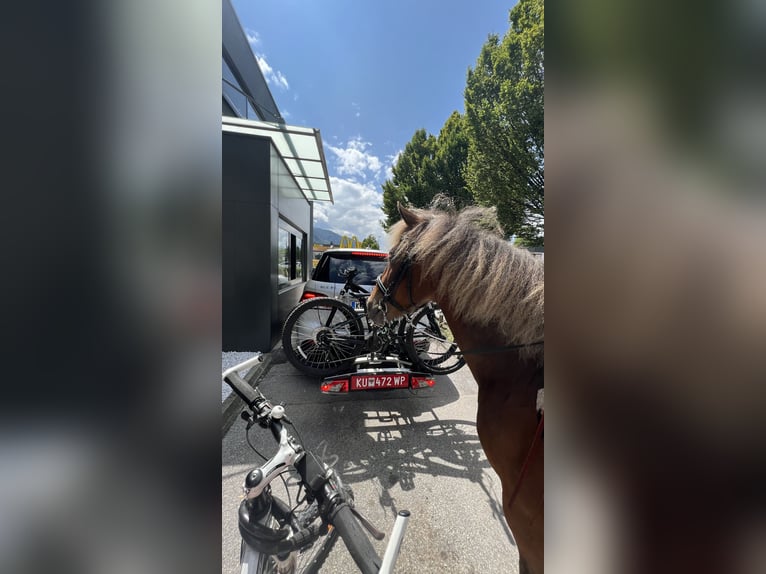 Curly Horse Stute 10 Jahre 142 cm Dunkelfuchs in Kundl