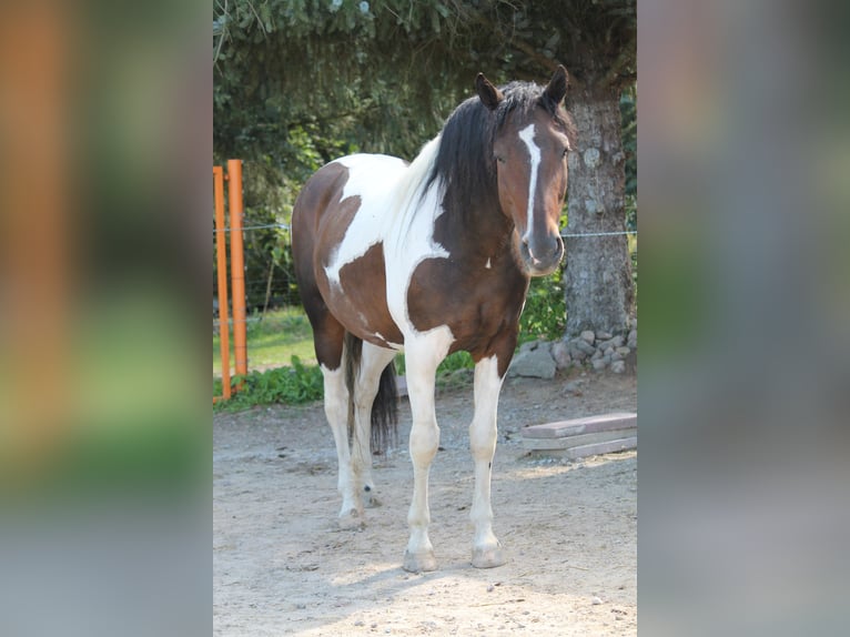 Curly Horse Stute 10 Jahre 154 cm Schecke in Schöneiche
