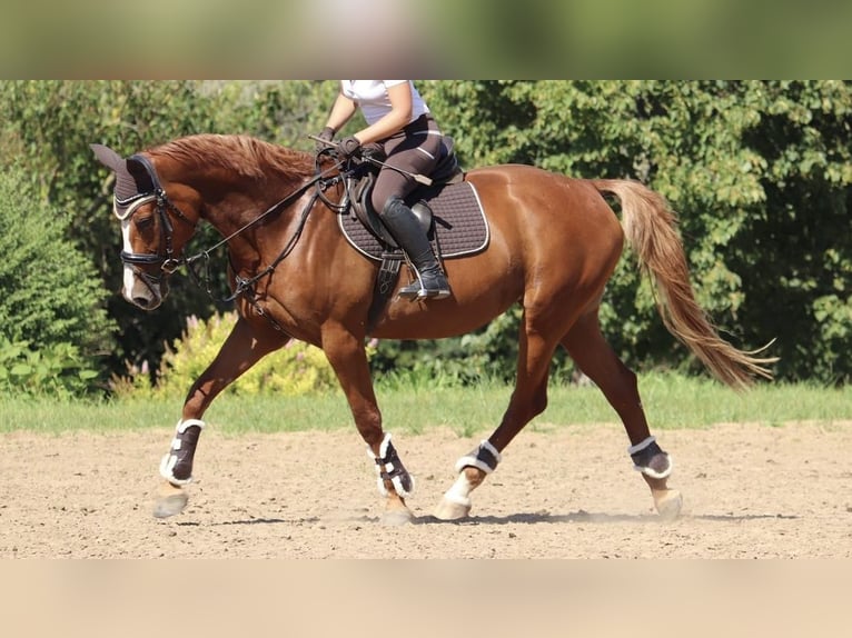 Curly Horse Stute 11 Jahre 166 cm Fuchs in Rutha