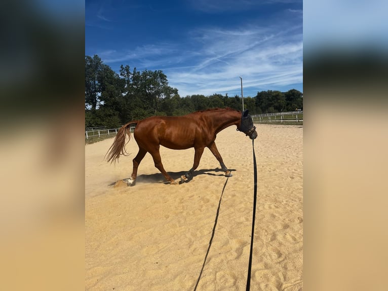 Curly Horse Stute 11 Jahre 166 cm Fuchs in Rutha