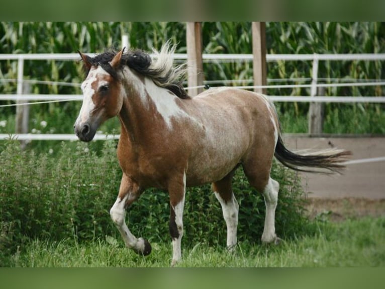 Curly Horse Stute 14 Jahre 155 cm Tobiano-alle-Farben in Dorsten