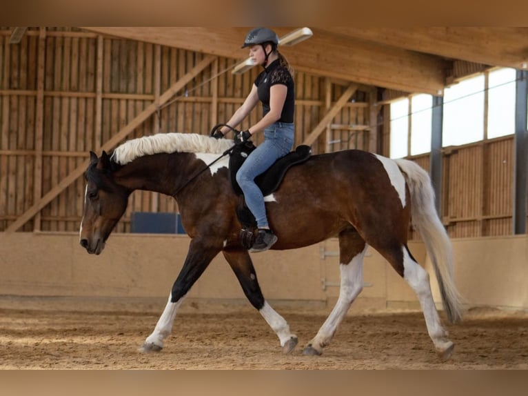 Curly Horse Stute 18 Jahre 162 cm Schecke in Schmelz