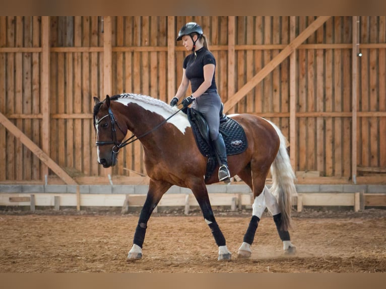 Curly Horse Stute 18 Jahre 162 cm Schecke in Schmelz
