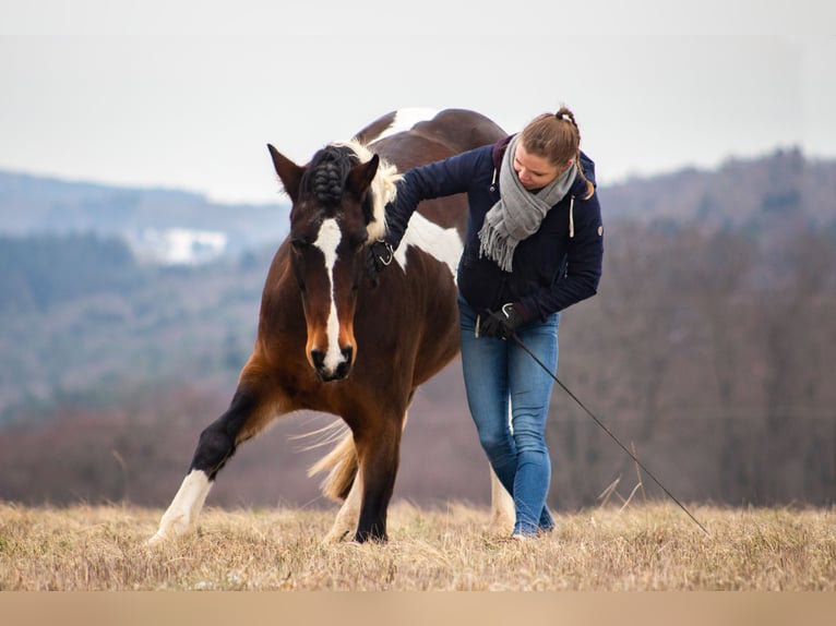 Curly Horse Stute 18 Jahre 162 cm Schecke in Schmelz