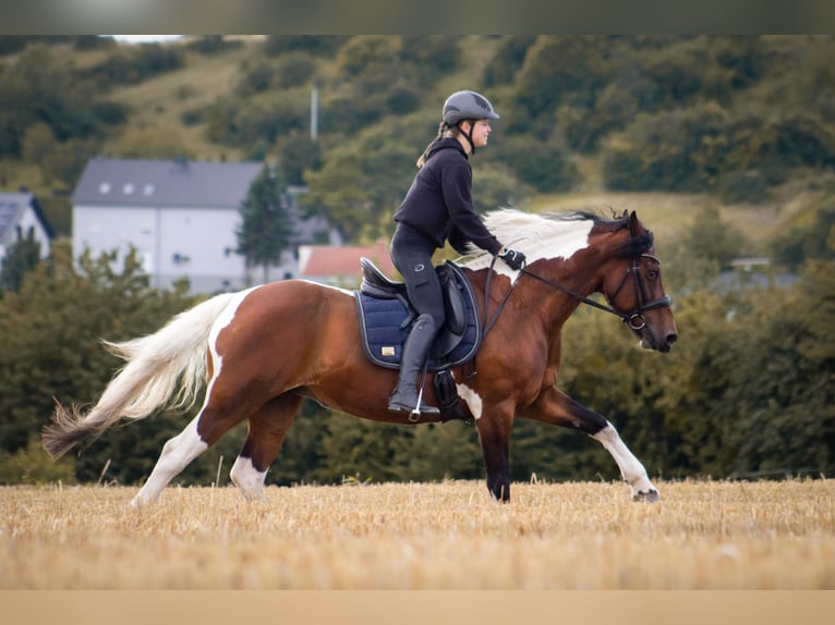 Curly Horse Stute 18 Jahre 162 cm Schecke in Schmelz