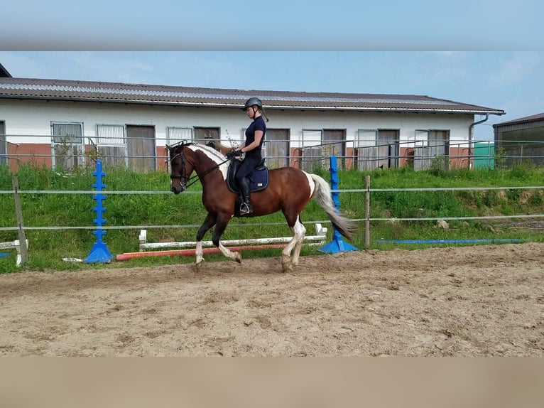 Curly Horse Stute 18 Jahre 162 cm Schecke in Schmelz