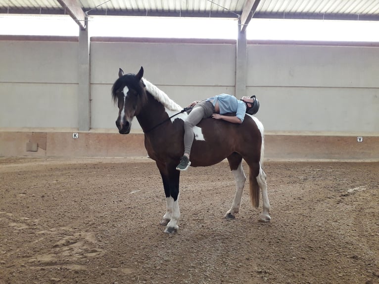 Curly Horse Stute 18 Jahre 162 cm Schecke in Schmelz