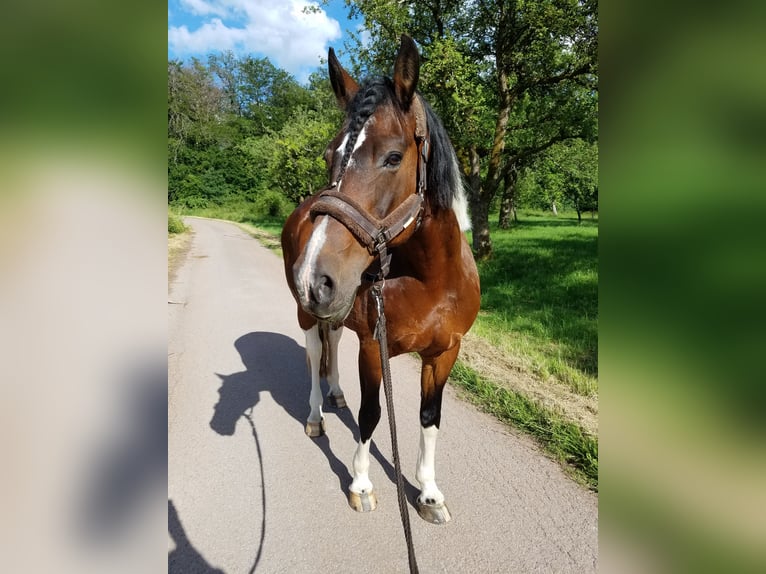Curly Horse Stute 18 Jahre 162 cm Schecke in Schmelz