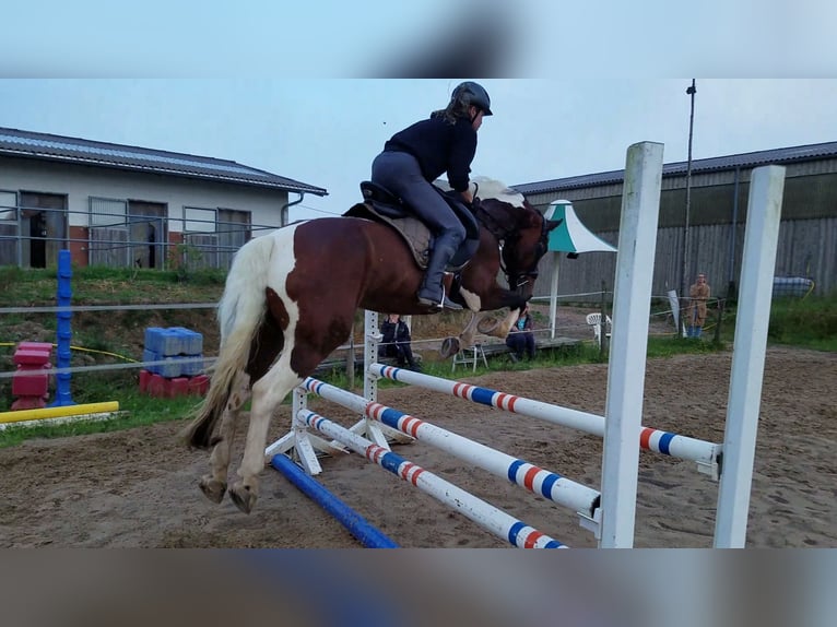 Curly Horse Stute 18 Jahre 162 cm Schecke in Schmelz