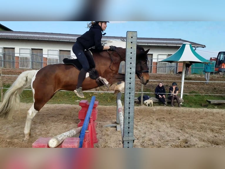 Curly Horse Stute 18 Jahre 162 cm Schecke in Schmelz