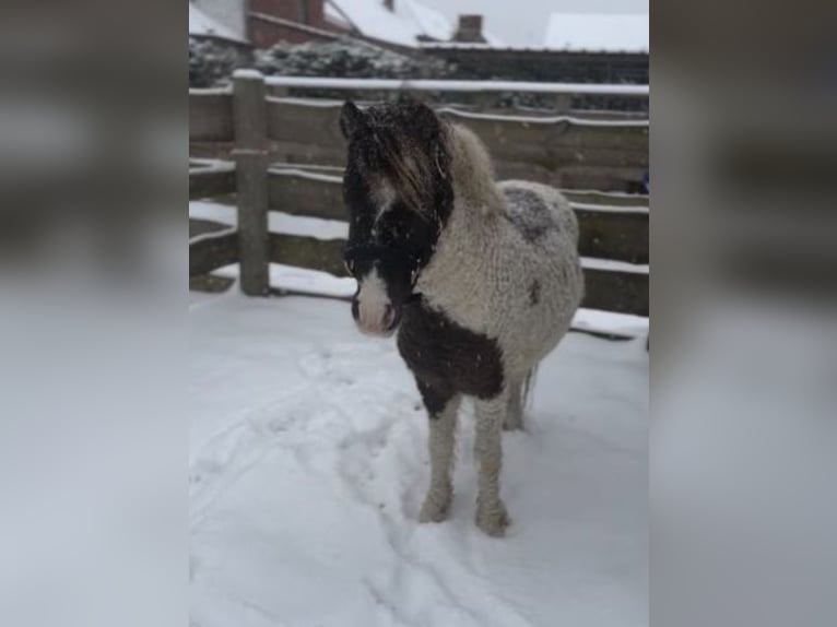 Curly Horse Stute 1 Jahr 100 cm in wellen