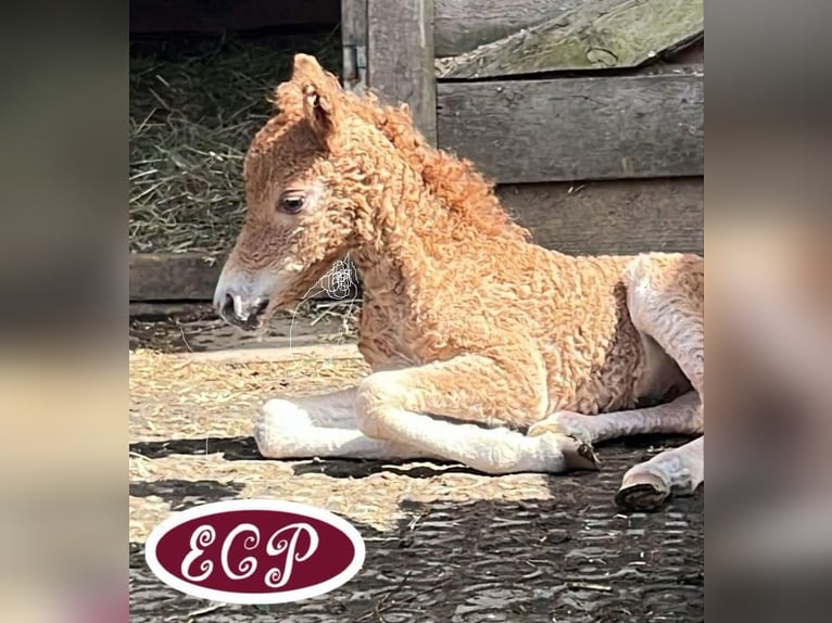 Curly Horse Stute 1 Jahr 100 cm in wellen
